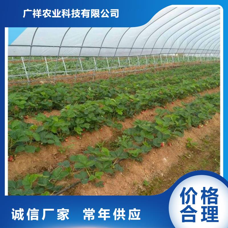 草莓苗毛蟠桃樹苗基地款式新穎