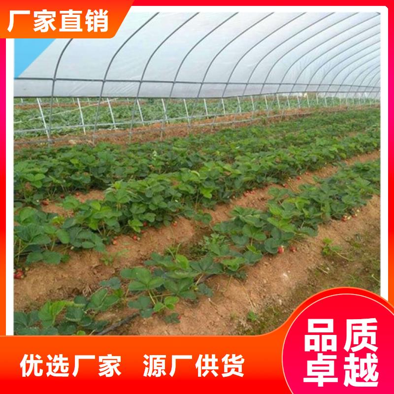 【草莓苗】草莓廠家直銷安全放心