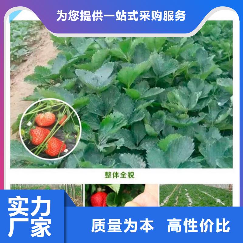 【草莓苗藍莓苗價格實惠工廠直供】