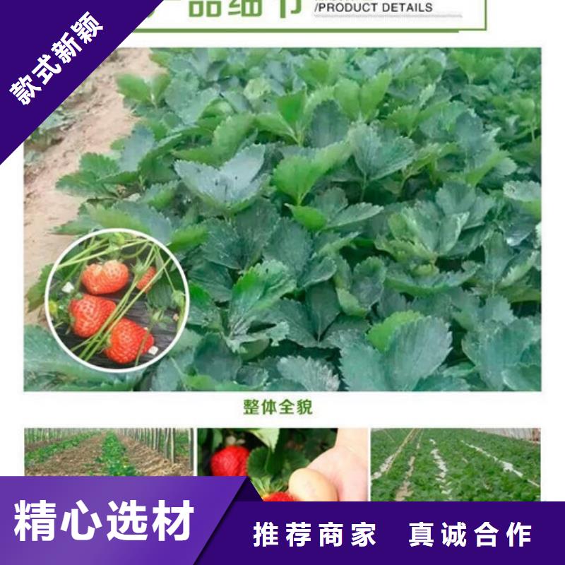 草莓苗【毛蟠桃树苗】实拍展现