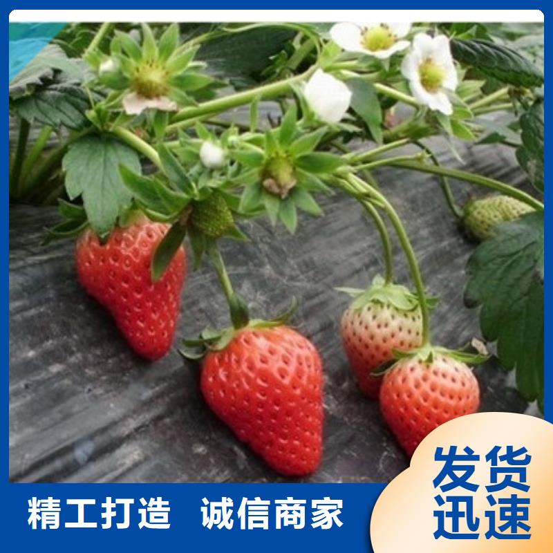 【草莓苗】西梅樹苗質量檢測