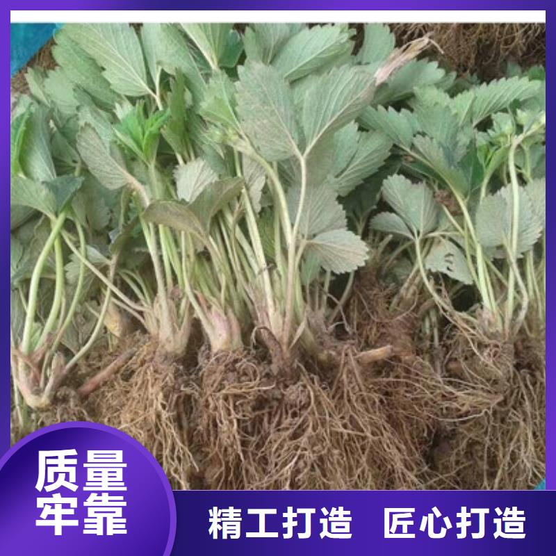 草莓苗果树苗懂您所需