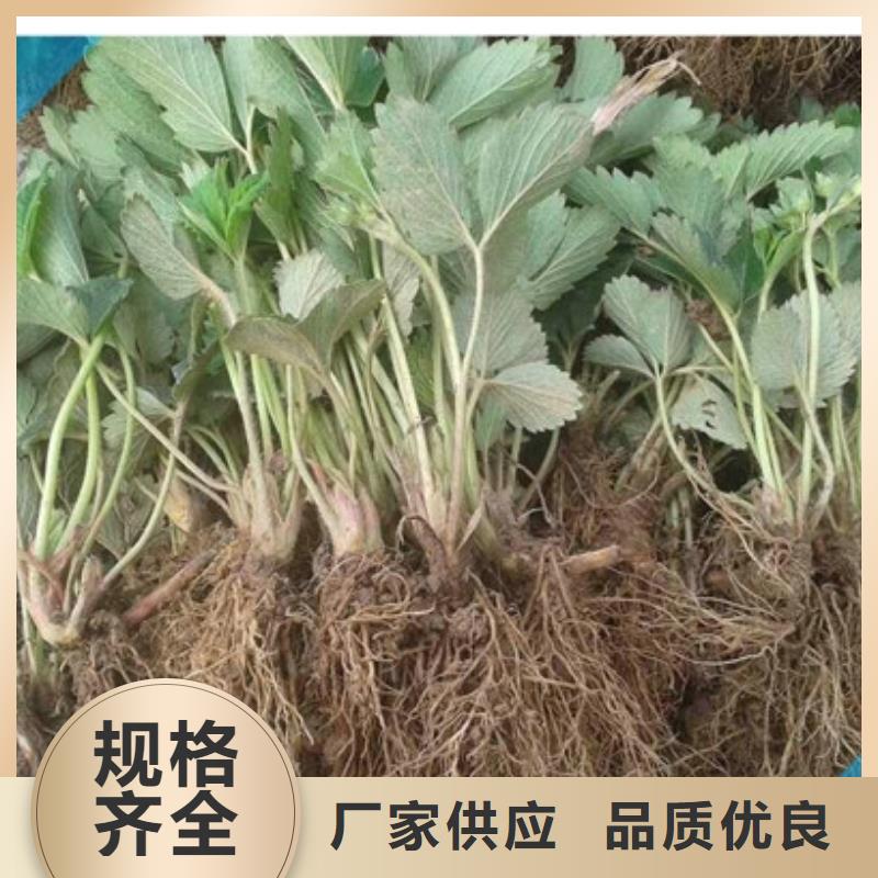 草莓苗-紅肉西梅廠家直銷安全放心