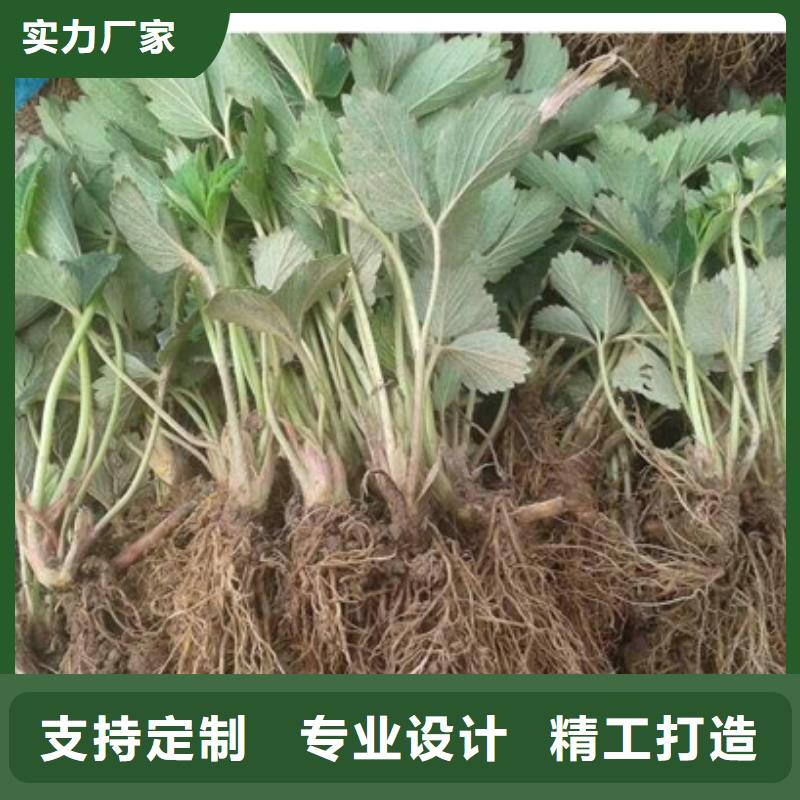 【草莓苗艾琳娜西梅树苗优选原材】