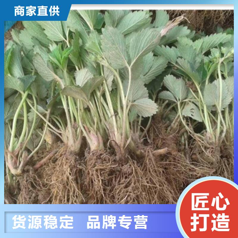 甜查理草莓苗哪里有種植的