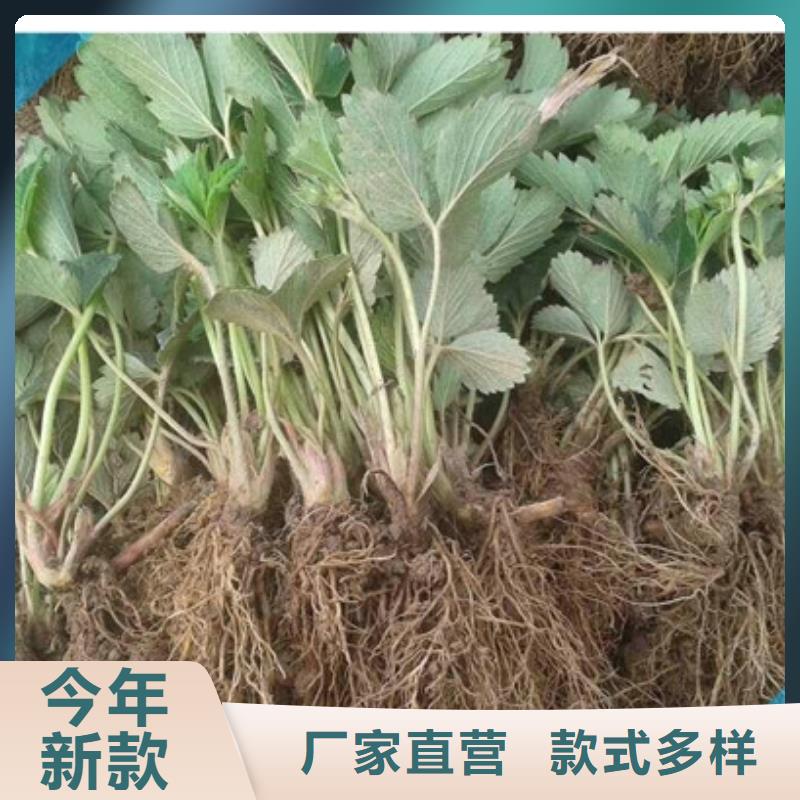 草莓苗香梨樹苗訂制批發