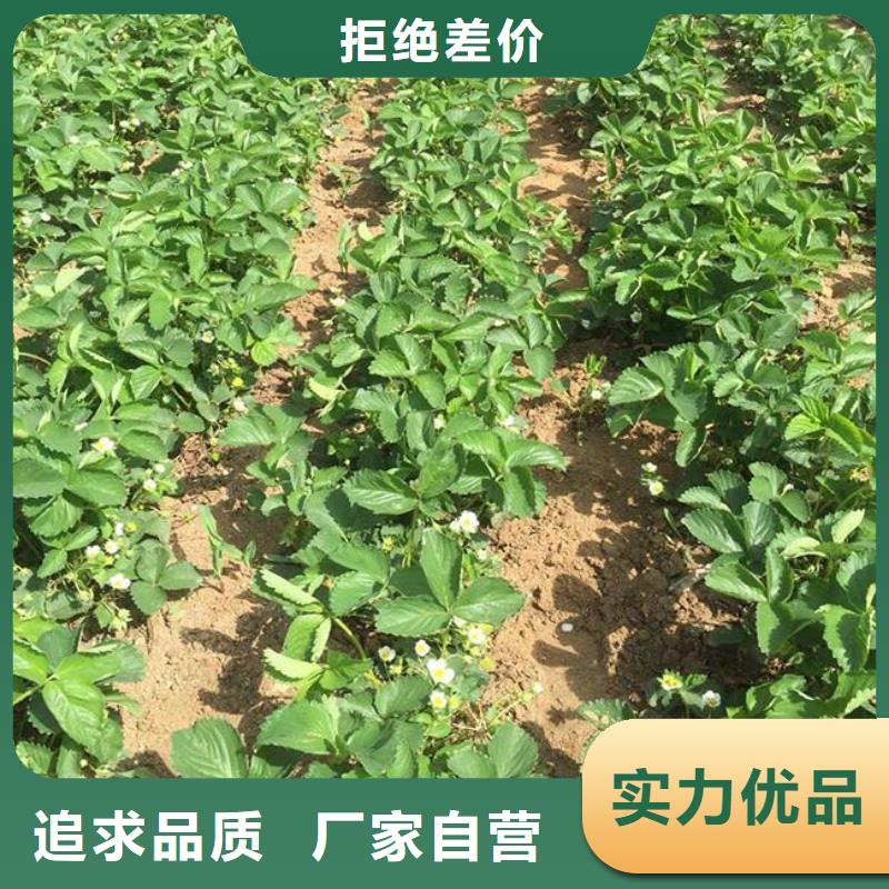 草莓苗【果樹苗】隨到隨提