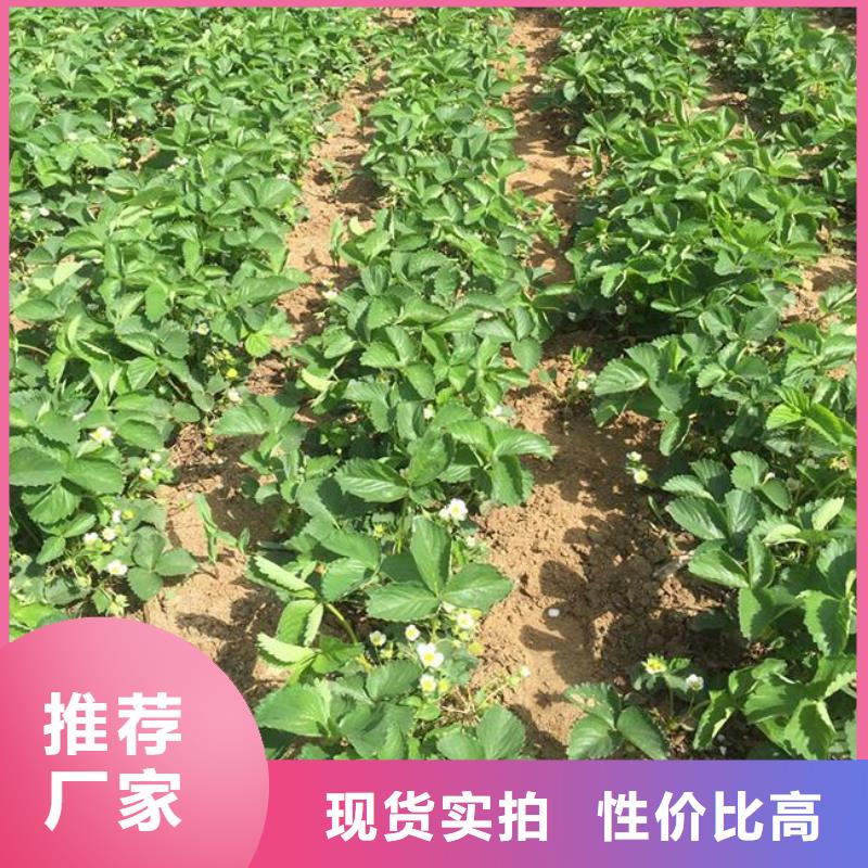 【草莓苗】冬桃树苗现货齐全售后无忧