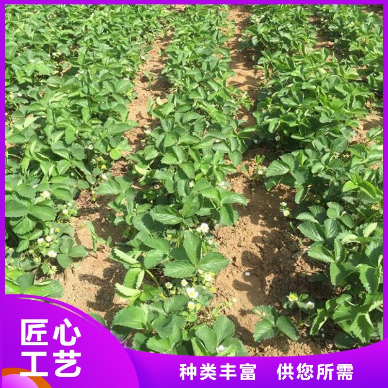 【草莓苗】 軟籽石榴樹苗優(yōu)質(zhì)材料廠家直銷