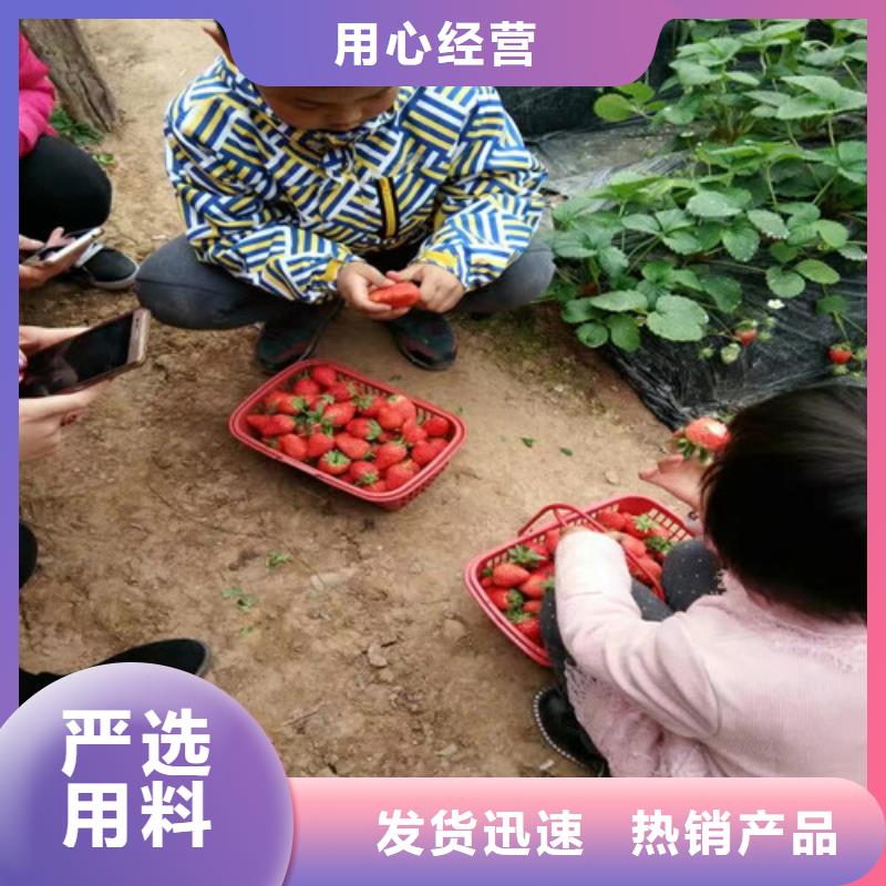 【草莓苗梨树苗基地发货迅速】