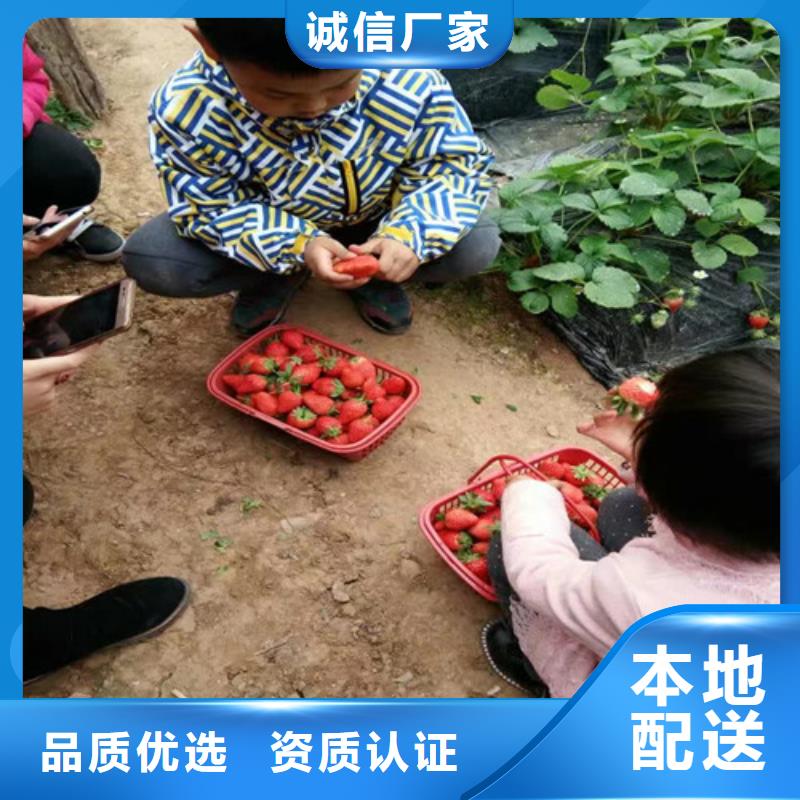 草莓苗_葡萄苗把實(shí)惠留給您