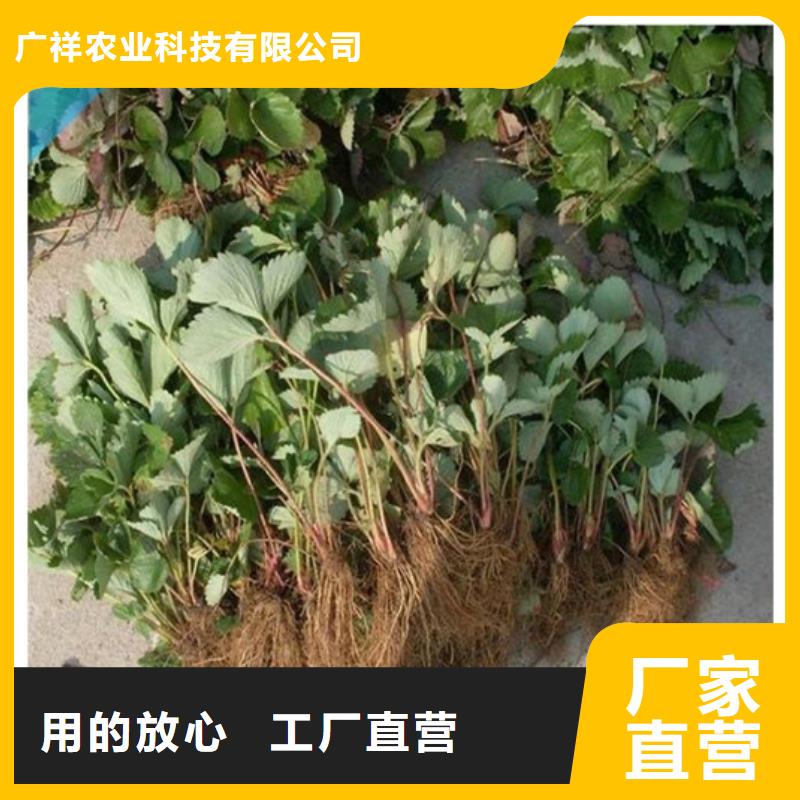 草莓苗_葡萄苗把實(shí)惠留給您