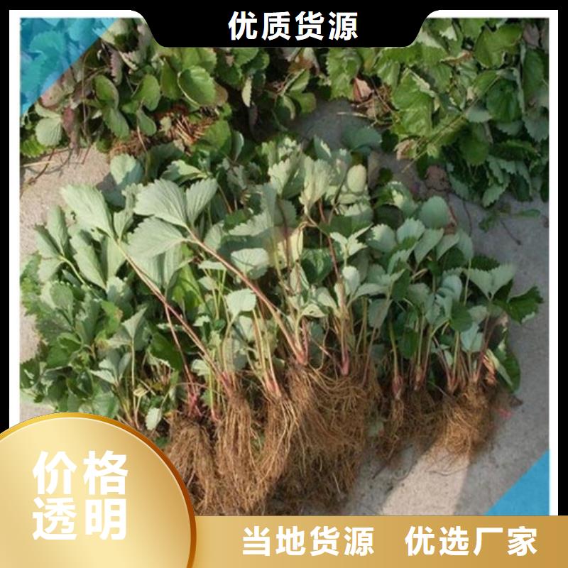 草莓苗【草莓苗价格】自营品质有保障