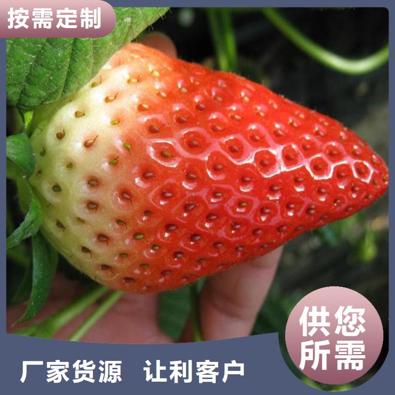 蒙特瑞草莓苗便宜價格