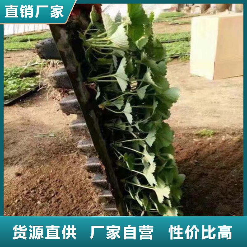 草莓苗白桃樹(shù)苗設(shè)備齊全支持定制