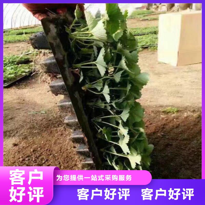 常年供應(yīng)妙香7號草莓苗-省錢