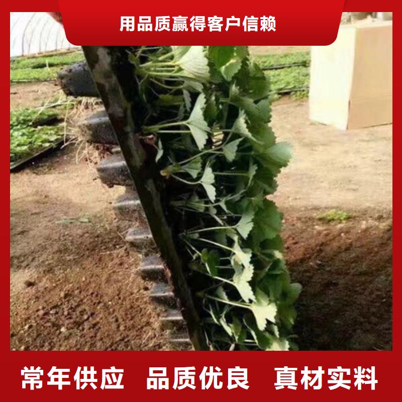 草莓苗,大棚草莓苗多种工艺