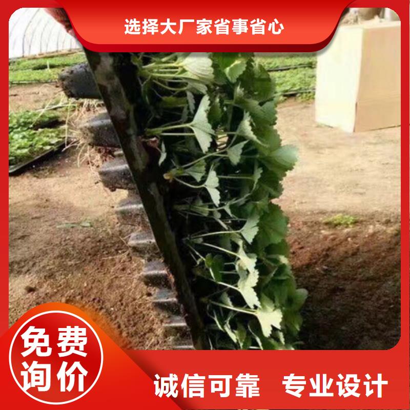 【草莓苗】 软籽石榴树苗优质材料厂家直销