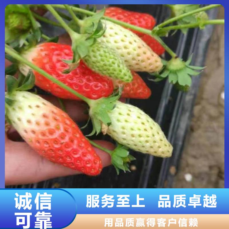 草莓苗青蘋果樹苗多家倉庫發(fā)貨