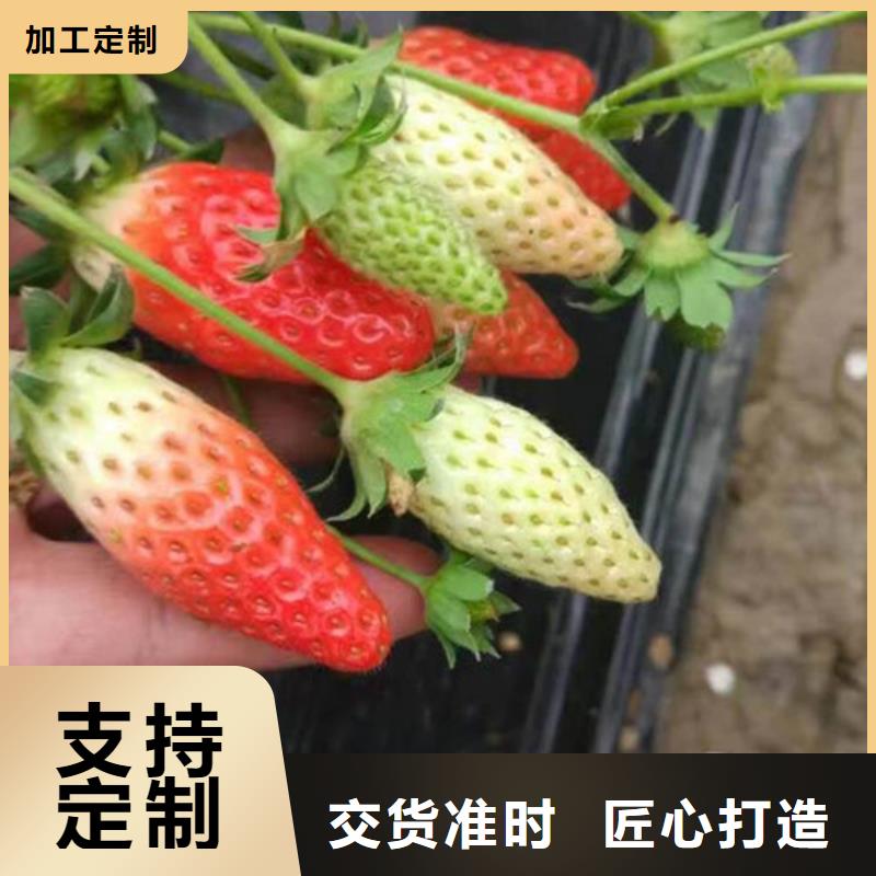 【草莓苗苹果苗诚信经营现货现发】