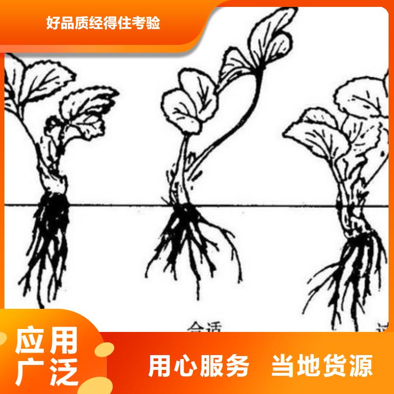 草莓種苗值得信賴的廠家