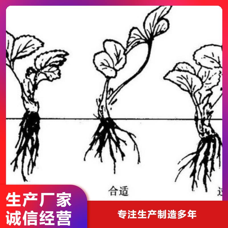 草莓苗桃树苗基地工艺精细质保长久