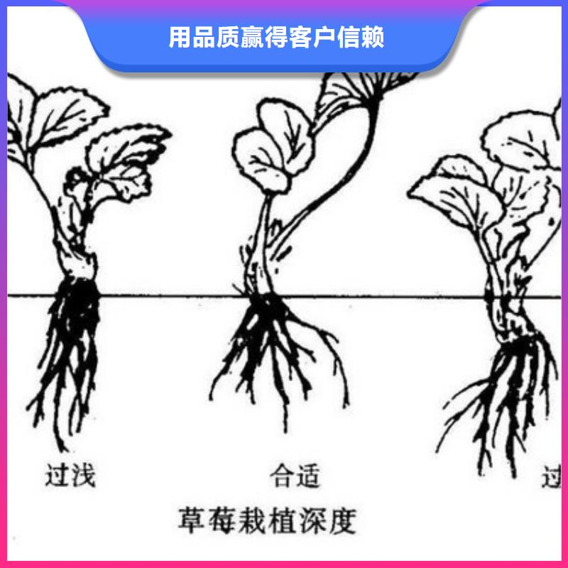 【草莓苗梨树苗基地发货迅速】