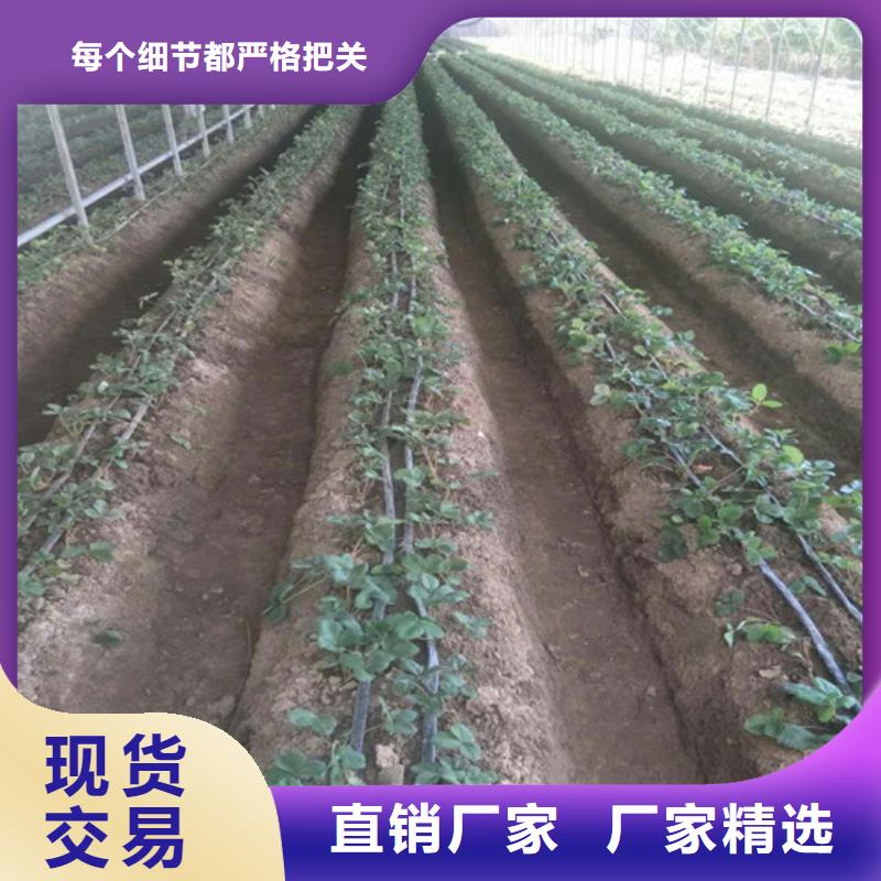 【草莓苗-大棚草莓苗实力商家供货稳定】