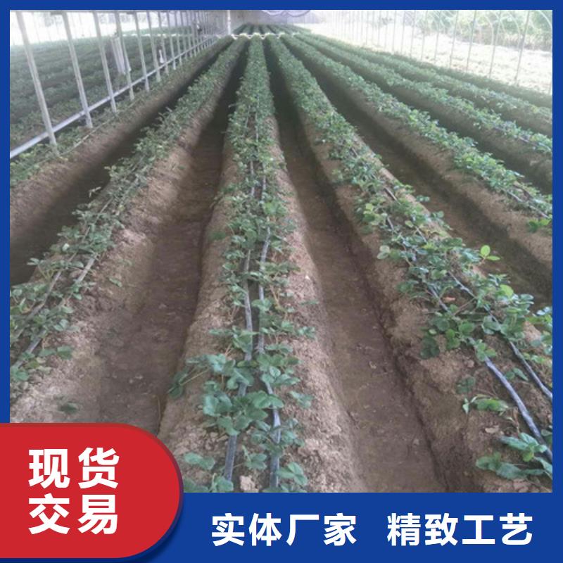 草莓苗_果樹苗批發基地工廠采購