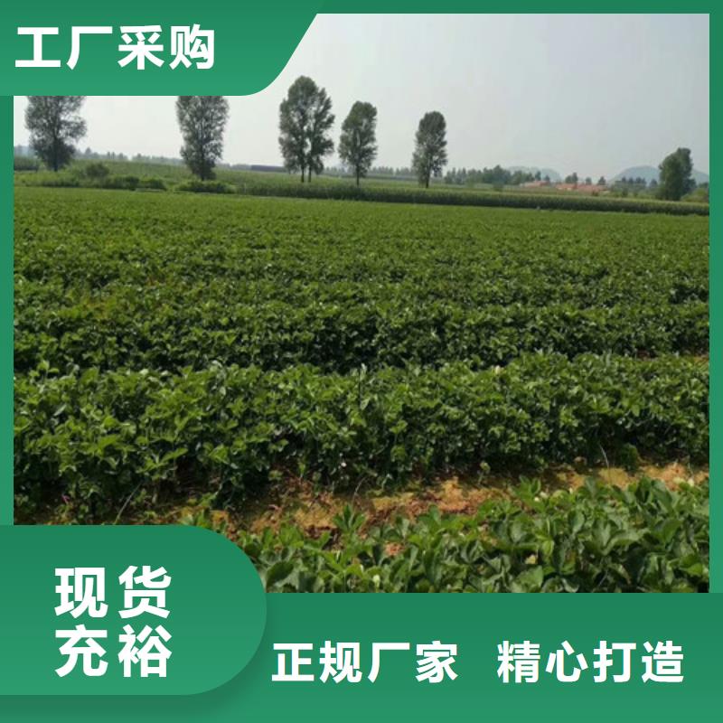 草莓苗梨树苗基地把实惠留给您