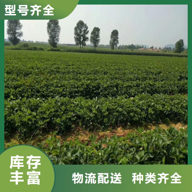 草莓苗【大棚草莓苗】源頭廠家量大價優(yōu)