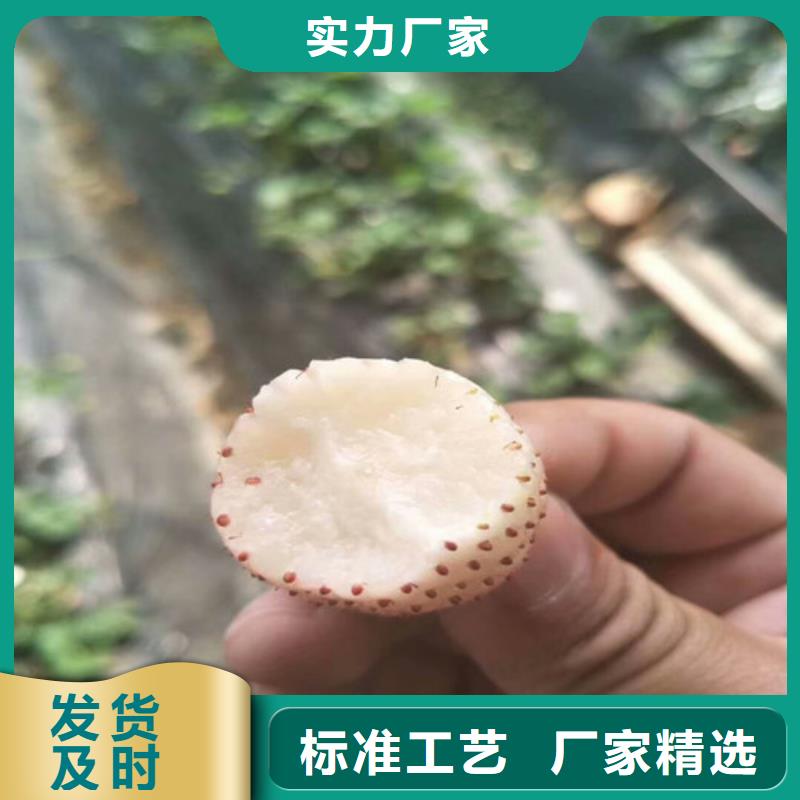 草莓苗 果树苗当日价格