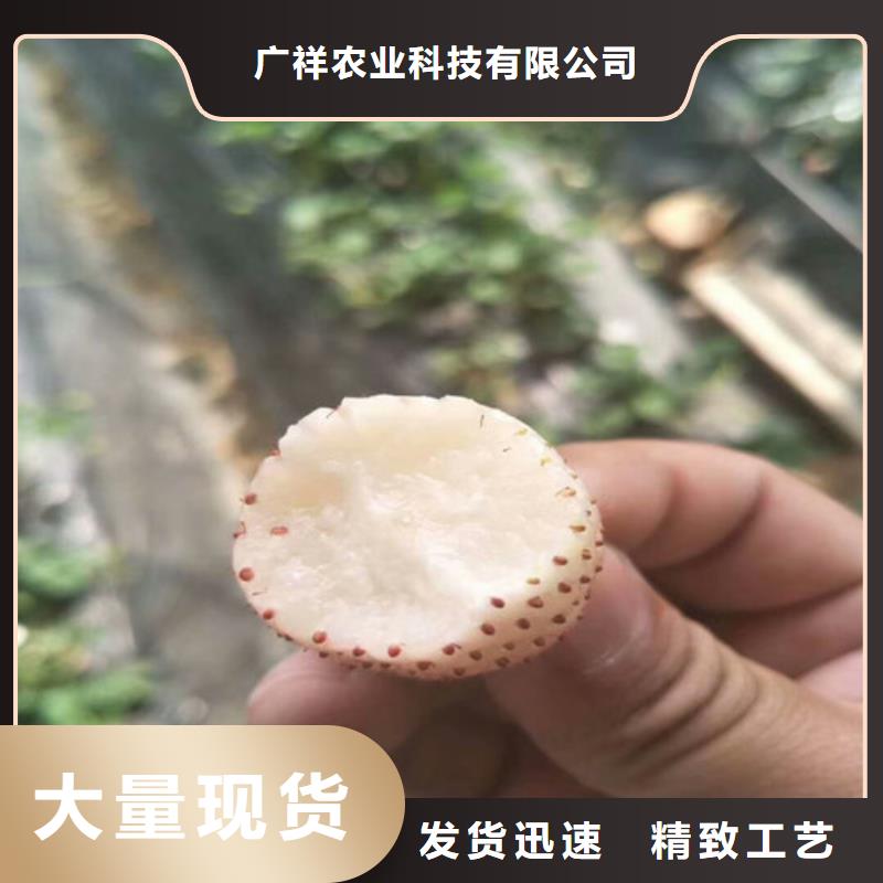 貨源充足的寧玉草莓苗實力廠家