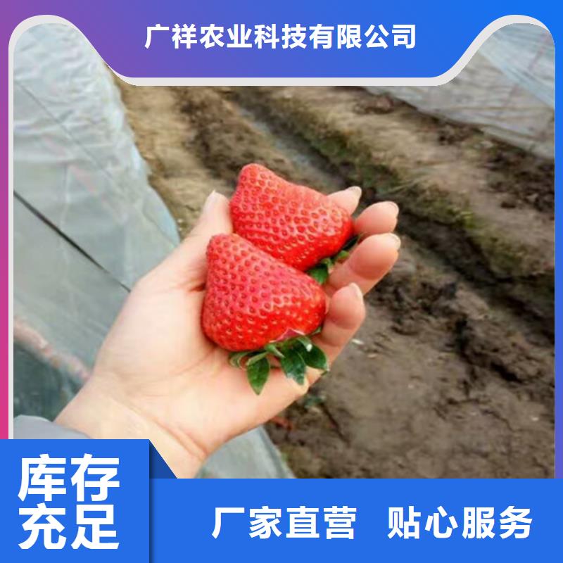 【草莓苗-大棚草莓苗實力商家供貨穩定】