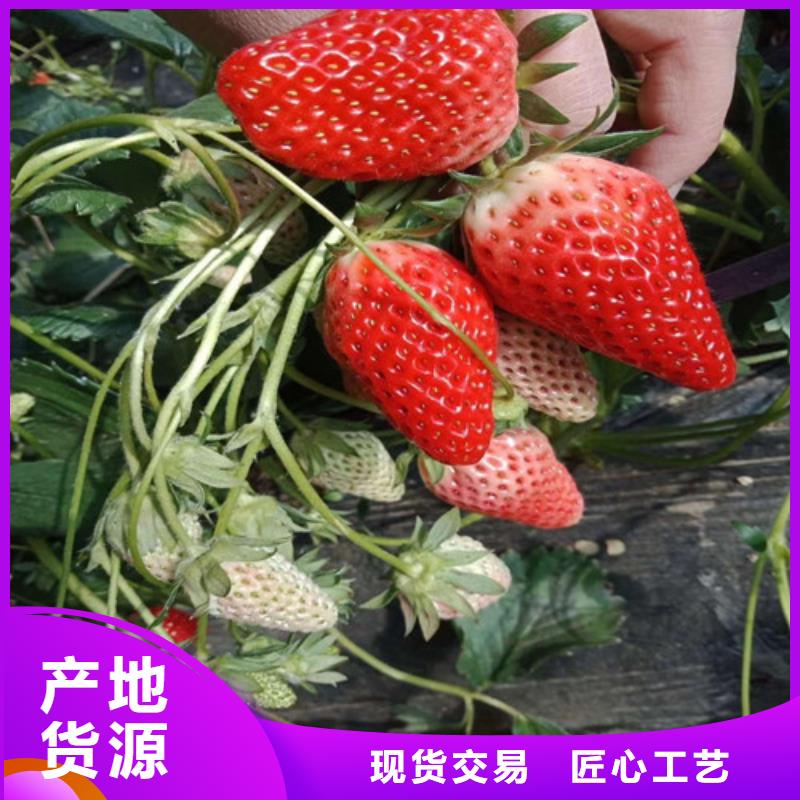 四季草莓苗栽植密度