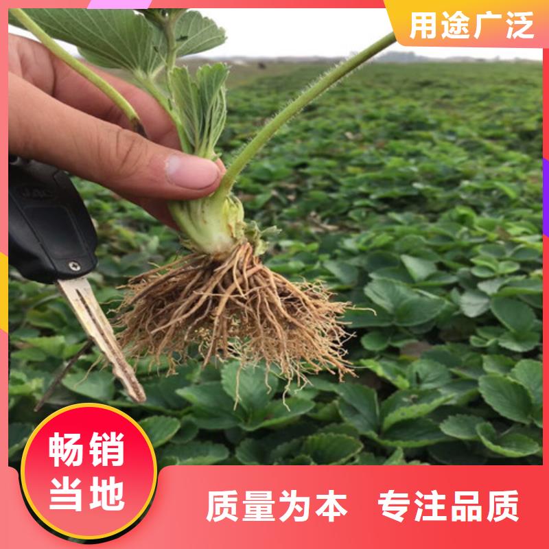 【草莓苗】果樹苗專注細節更放心