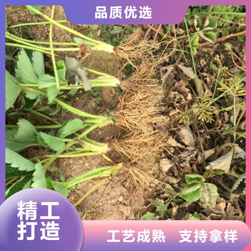 【草莓苗無籽葡萄樹苗N年大品牌】