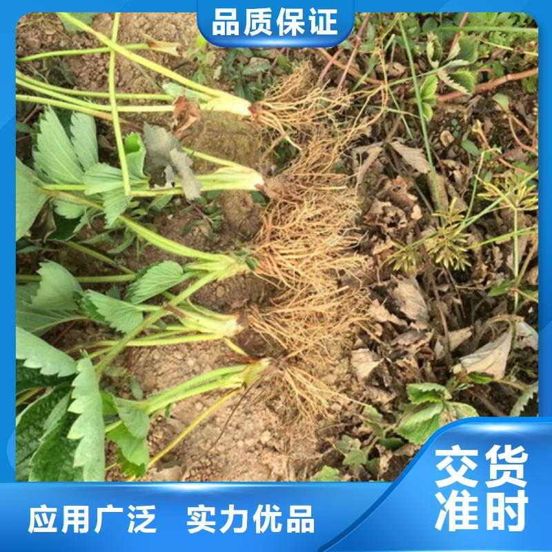 草莓苗梨樹苗基地滿足您多種采購需求