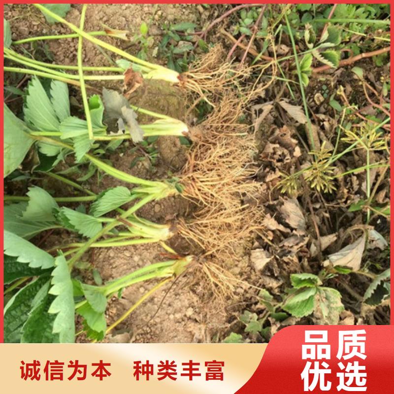 草莓苗蘋(píng)果苗基地精品優(yōu)選