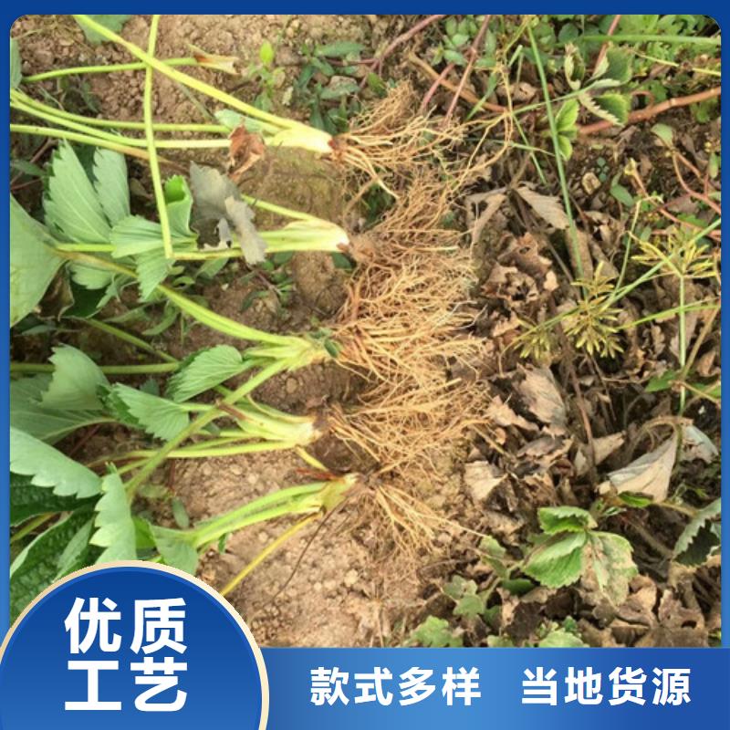 出售奶油草莓苗，奶油草莓苗培育基地