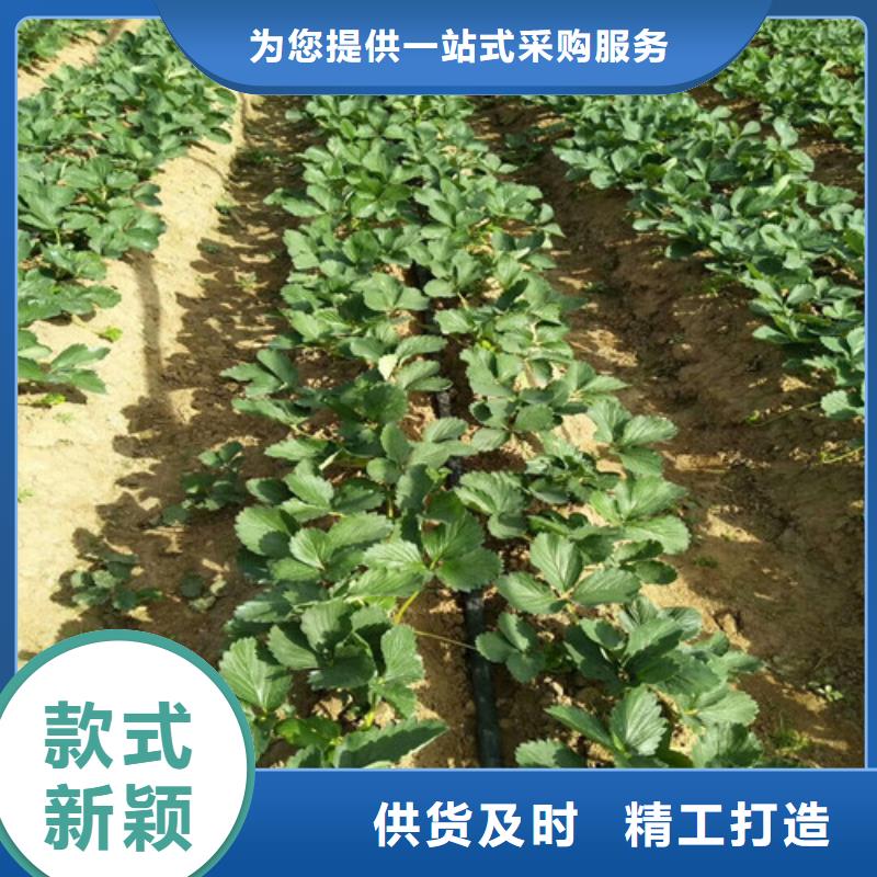 草莓苗白桃樹(shù)苗設(shè)備齊全支持定制