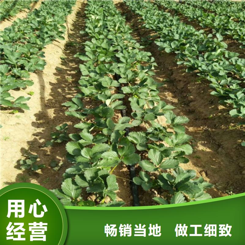 【草莓苗油蟠桃樹苗實力廠家直銷】