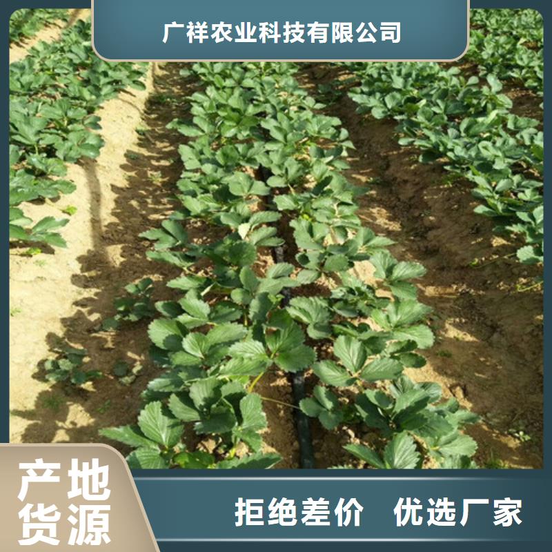 草莓苗梨樹苗應用廣泛