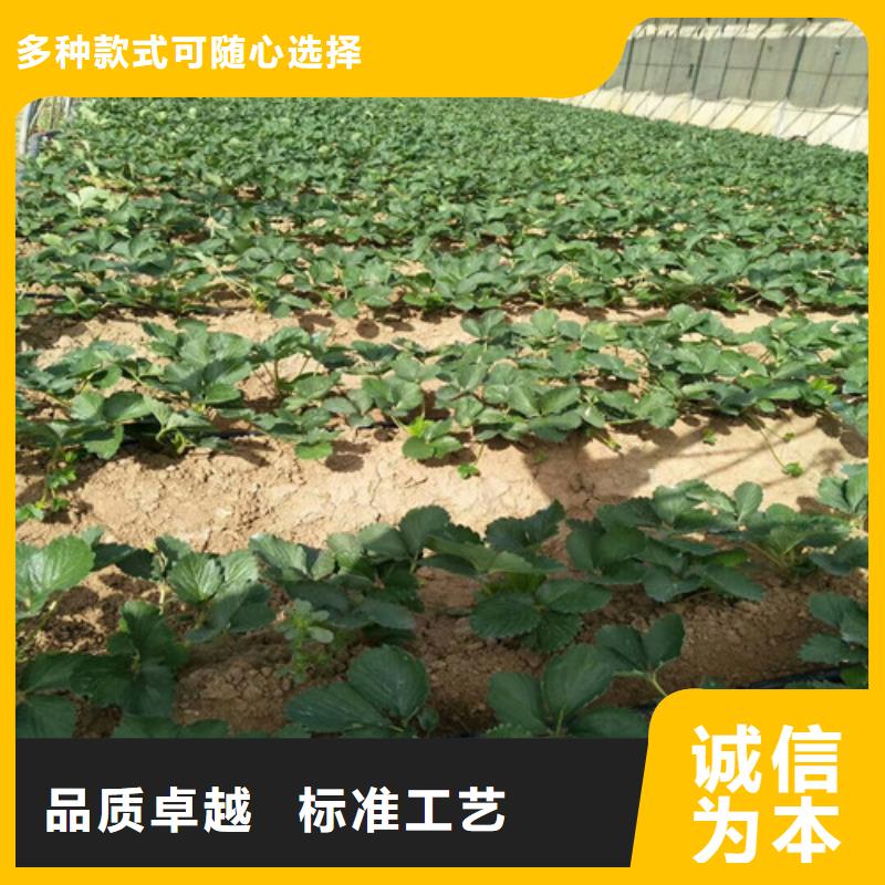 草莓苗_果樹苗批發基地工廠采購