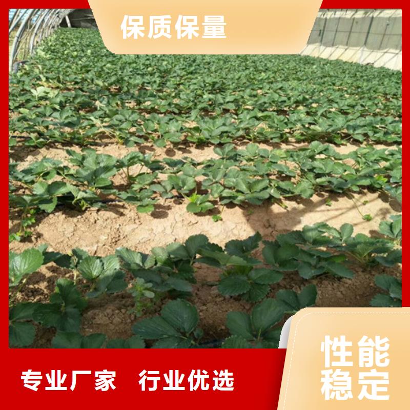 【草莓苗葡萄苗基地价格公道合理】