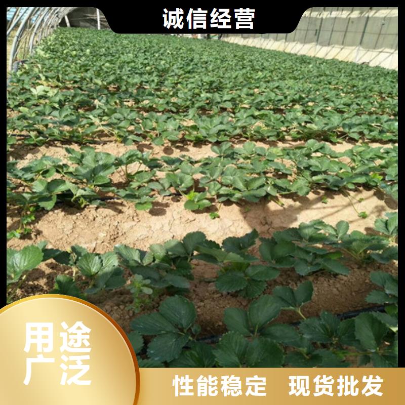 草莓苗果树苗款式新颖