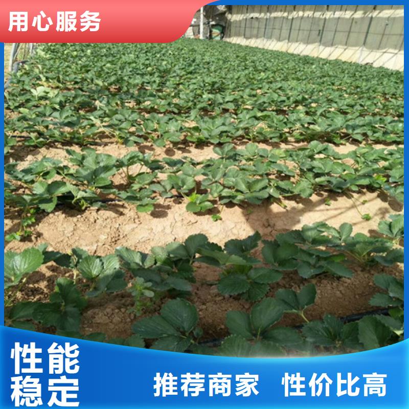 【草莓苗樱桃苗价格公道合理】