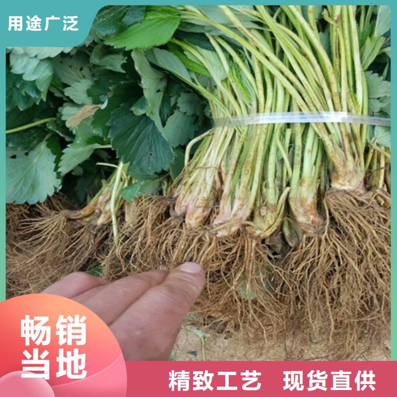 草莓苗果树苗款式新颖