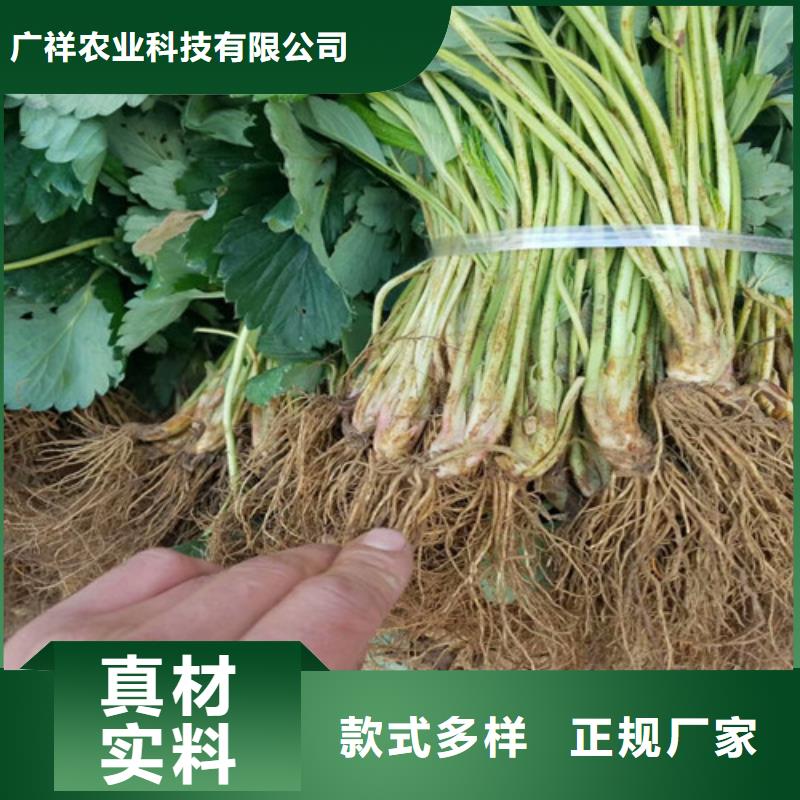 草莓苗-红颜草莓规格型号全