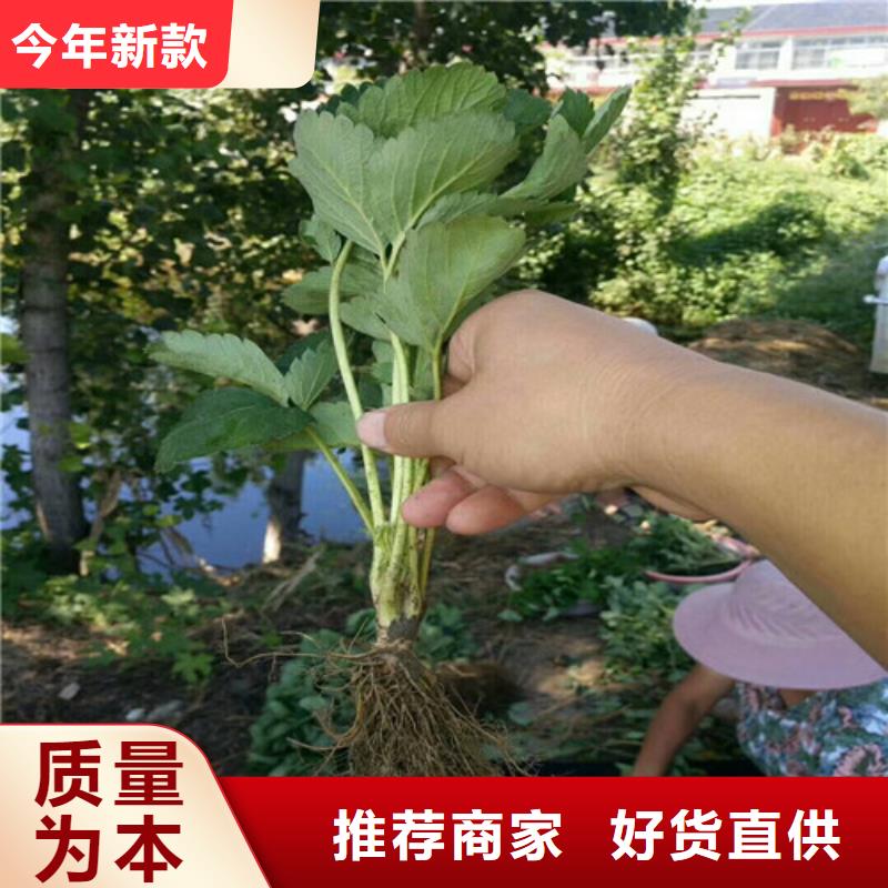 草莓苗白桃樹(shù)苗設(shè)備齊全支持定制